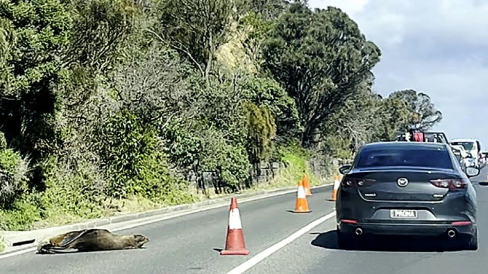  Sleepy seal diverts traffic in Australian seaside town 