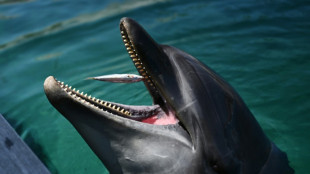 Behörden in Zentraljapan warnen vor bissigem Delfin