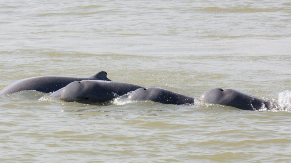 Camboya quiere crear zonas de protecci&oacute;n para los delfines en el r&iacute;o Mekong
