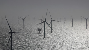Studie: Windparks verdrängen Seetaucher in der Nordsee