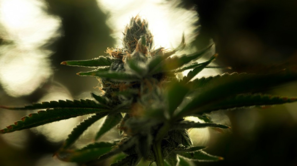 Holetschek sieht Gesundheit junger Menschen durch Cannabis-Freigabe gefährdet