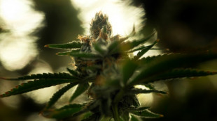 Holetschek sieht Gesundheit junger Menschen durch Cannabis-Freigabe gefährdet