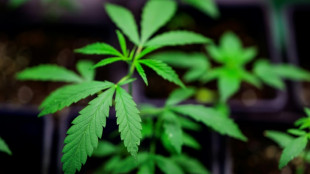 Krankenkasse KKH: Zahl der Cannabissüchtigen gestiegen