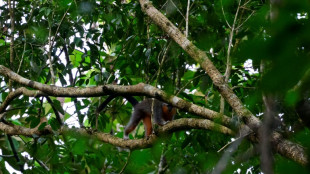The race to save the Amazon's bushy-bearded monkeys