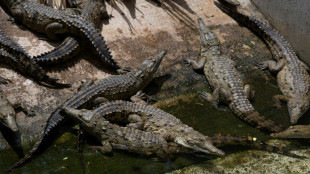 Salvando o crocodilo-do-orinoco, o maior predador dos rios da América do Sul