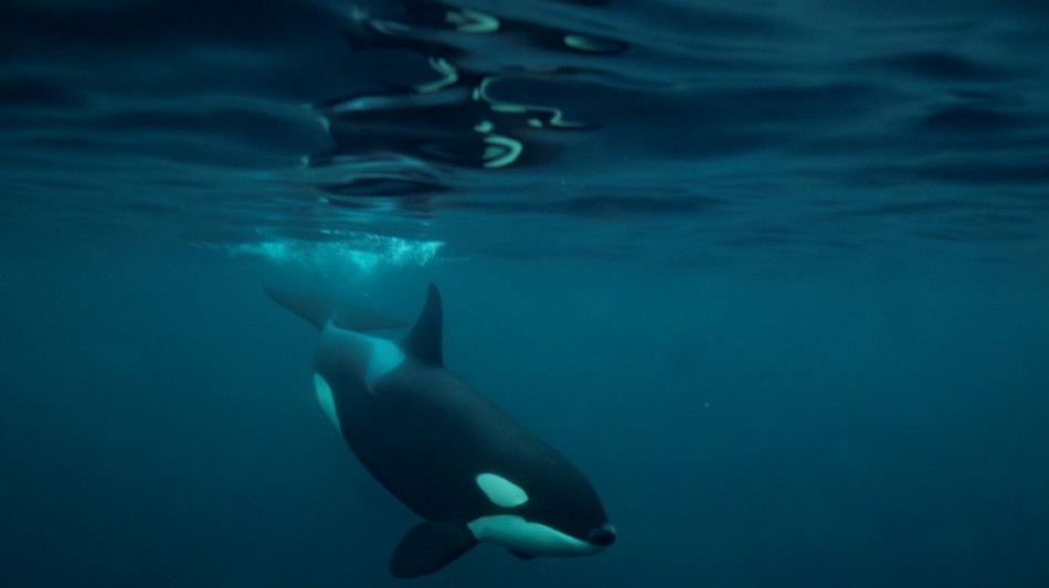  Killer whales: orcas blow fish to bits 'for fun', study finds 