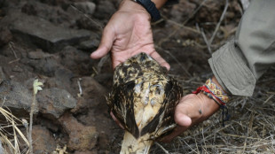 Equador introduzirá espécies desaparecidas em uma ilha de Galápagos