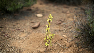 Los arbustos africanos spekboom protegen el suelo y ayudan a combatir el cambio climático