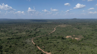 Protected forests under threat in DRC's lucrative mining belt