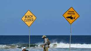 "Großer Hai" tötet erfahrenen Surfer vor der Küste Sydneys