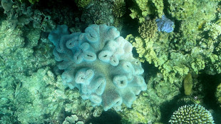 Australie: la Grande barrière de corail subit un "blanchissement massif"