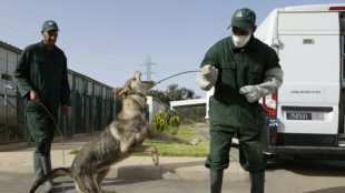 Stériliser plutôt que tuer: le Maroc sous pression pour protéger les chiens errants