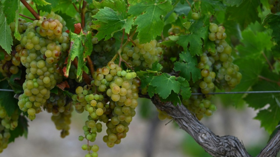  Flou sur les vendanges 2026, bouscul&eacute;es par les canicules et la s&eacute;cheresse 