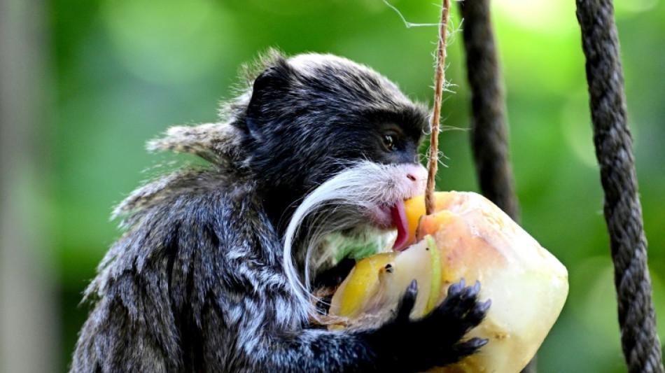 Copernicus: Sonntag war weltweit der hei&szlig;este Tag seit Beginn der Aufzeichnungen