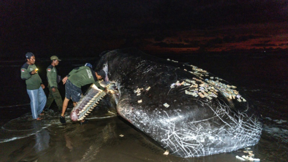 Third massive whale in a month beaches itself, dies in Bali