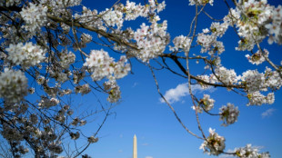 Les cerisiers de Washington, en fleur de plus en plus tôt, et les pieds dans l'eau