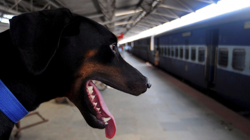 I cani viaggiano gratis su Frecce e Intercity fino al 15/9