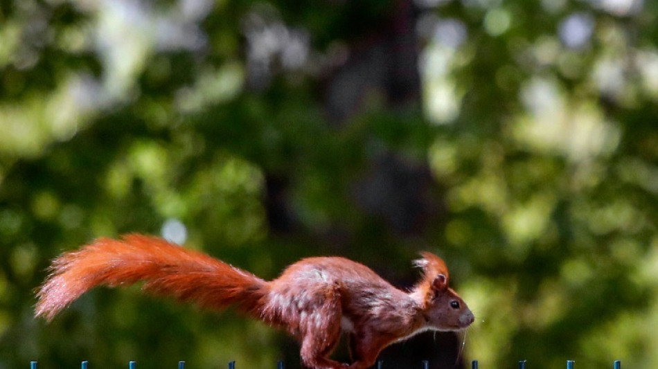 Eichhörnchen hängt an Hausfassade fest - Feuerwehr rückt mit Steckleiter an
