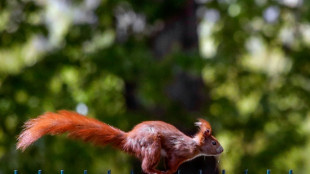 Eichhörnchen hängt an Hausfassade fest - Feuerwehr rückt mit Steckleiter an