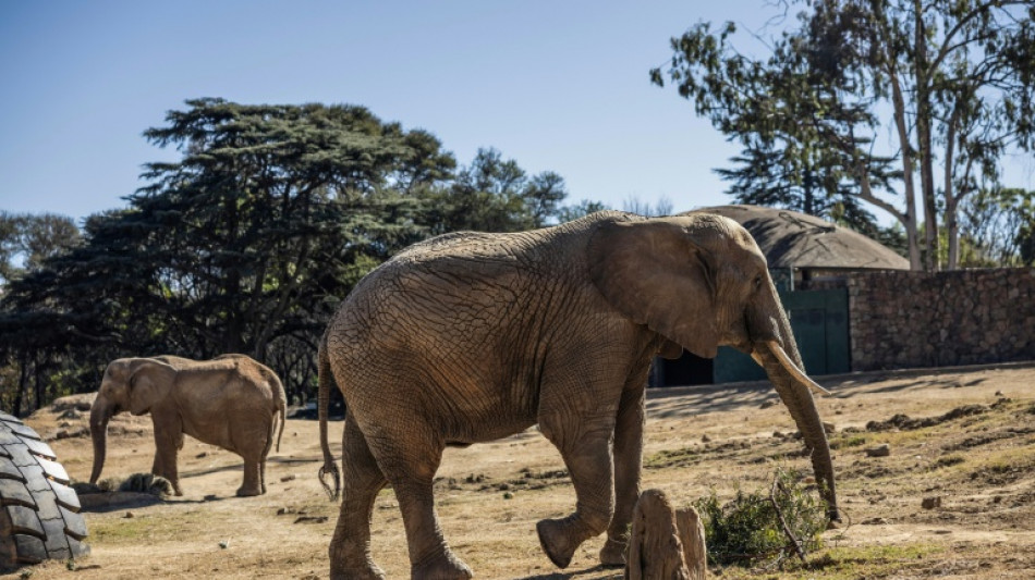  Les derniers &eacute;l&eacute;phants du zoo de Johannesburg au coeur d'une f&eacute;roce bataille judiciaire 