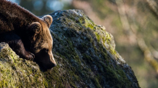 Tierschützer empört nach Abschuss von seltener Marsischer Braunbärin in Italien