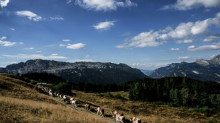 Dans les montagnes des Alpes, les fromages souffrent d'un été trop chaud