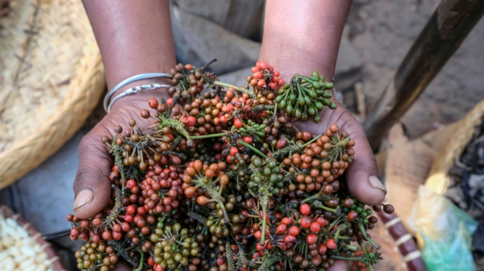  Prized wild pepper at risk in Madagascar's shrinking forests 