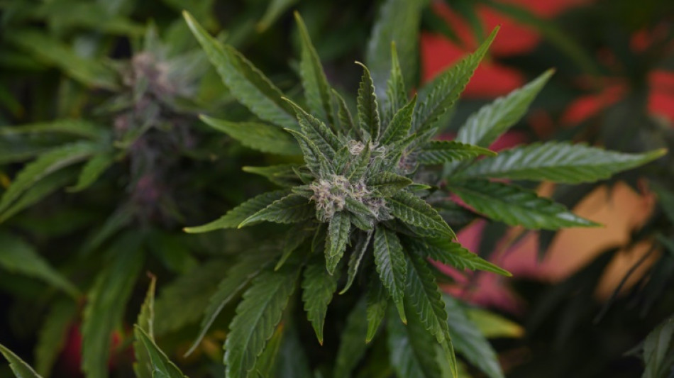 Espa&ntilde;a busca ampliar el uso medicinal del cannabis