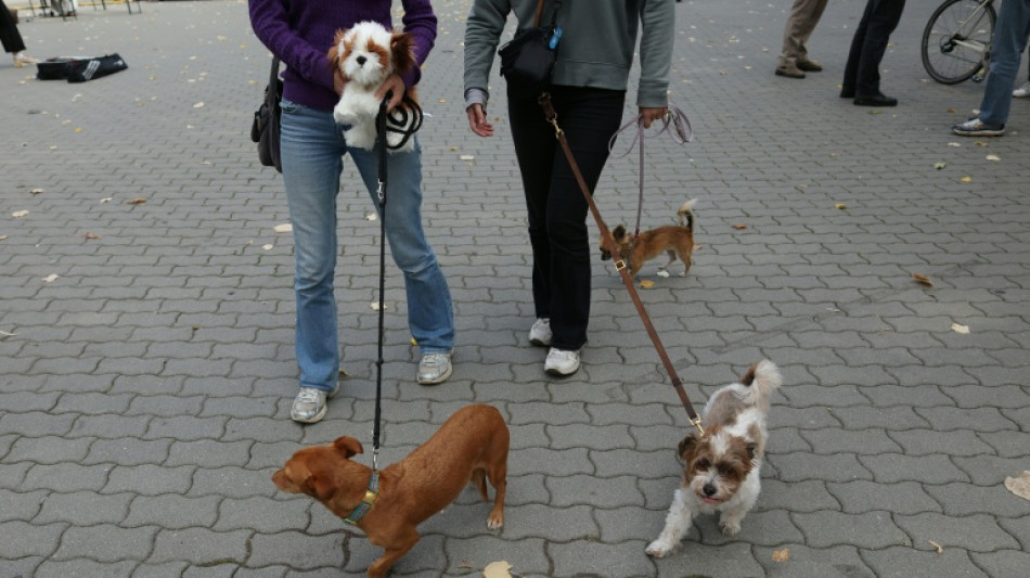  Hundesteuer-Einnahmen weiterhin auf hohem Niveau 