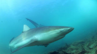 Tiburones y rayas en peligro en zonas protegidas en el Mediterr&aacute;neo, seg&uacute;n estudio