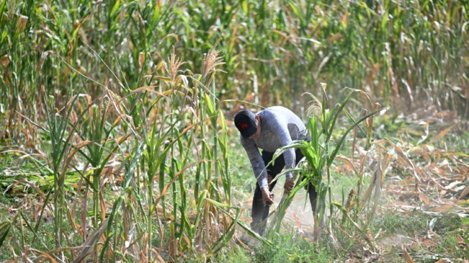  Agricultores salvadore&ntilde;os afrontan impotentes la p&eacute;rdida de cosechas por El Ni&ntilde;o 