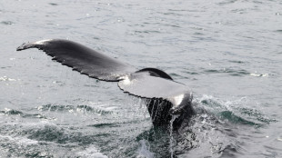Islands Regierung erlaubt ab Freitag wieder umstrittene Jagd auf Wale