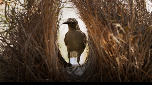 Ryan Reynolds dà voce agli Underdogs del regno animale