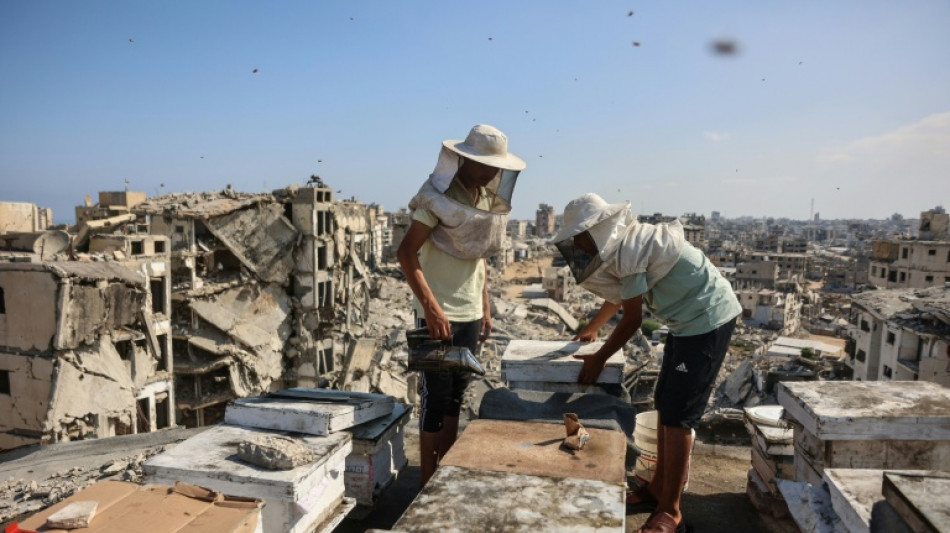  Dans les ruines de Gaza, la laborieuse renaissance de l'apiculture sur les toits 