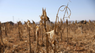 Au royaume du Lesotho, la s&eacute;cheresse an&eacute;antit les petits paysans