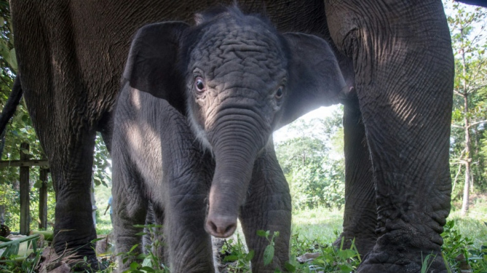  Bedrohte Sumatra-Elefanten wegen Waldbr&auml;nden in Indonesien noch st&auml;rker gef&auml;hrdet 