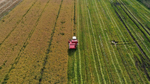 Moins d'eau, m&ecirc;me rendement : le pari durable du riz chilien 