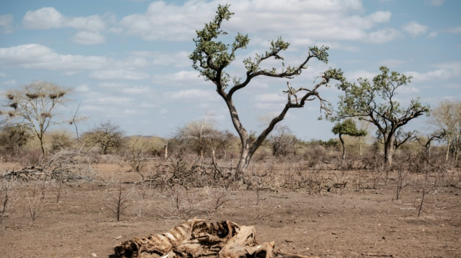  Studie: In vielen Weltregionen droht zunehmende Kombination aus Hitze und D&uuml;rren 