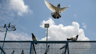 A la fronti&egrave;re indo-pakistanaise, la bataille du chapardage des pigeons
