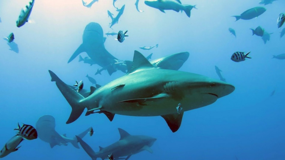 Aumentan los ataques de tiburones y muertes de personas, según un estudio
