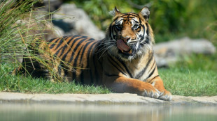 Zwei Sumatra-Tiger in Frankfurt am Main geboren