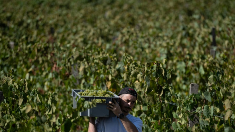  Scorching summer pushes French wine harvest to new historic low 