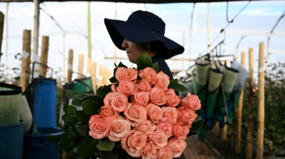 Col&ocirc;mbia enfeita EUA com flores enquanto produtores temem tarifas