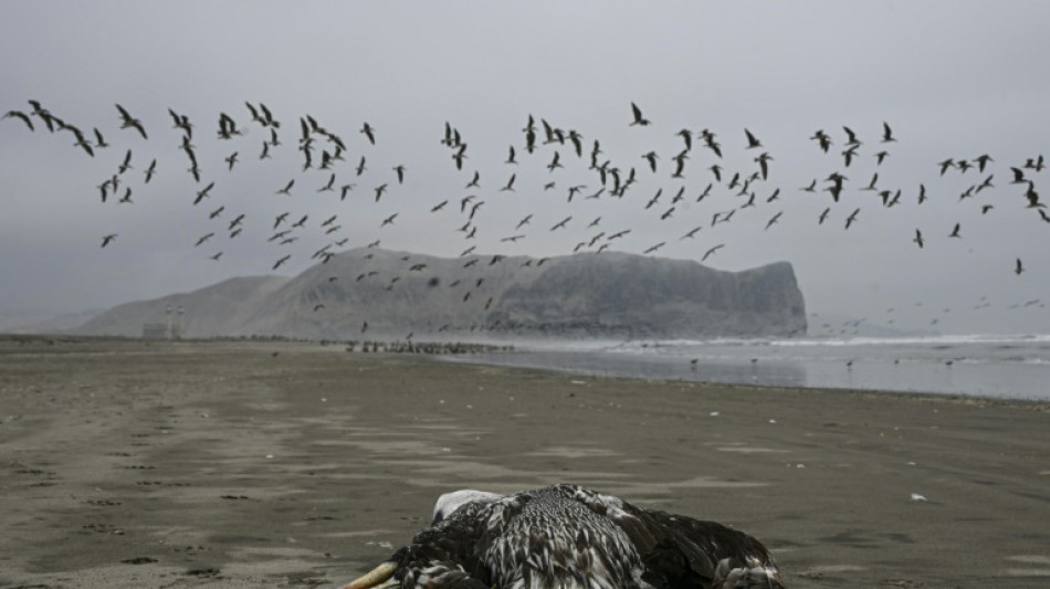 Hunderte Seelöwen in Peru an Vogelgrippe verendet