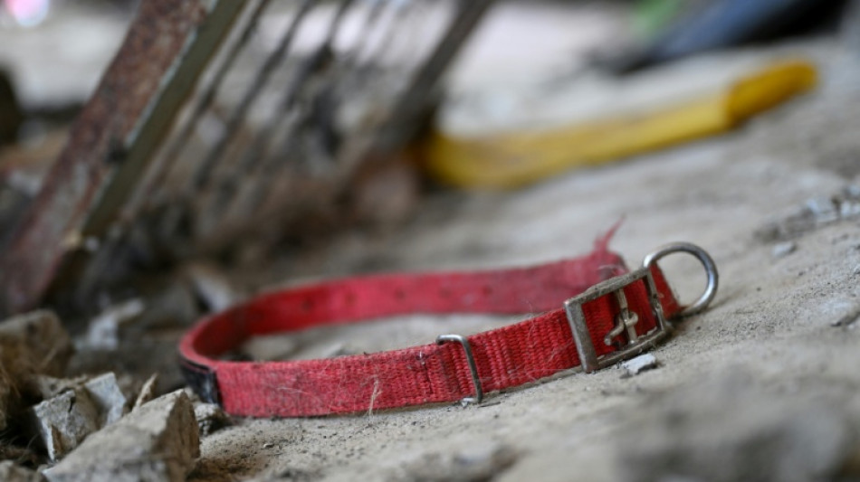 Desaparecen los perros antes de la prohibici&oacute;n de carne canina en Corea del Sur