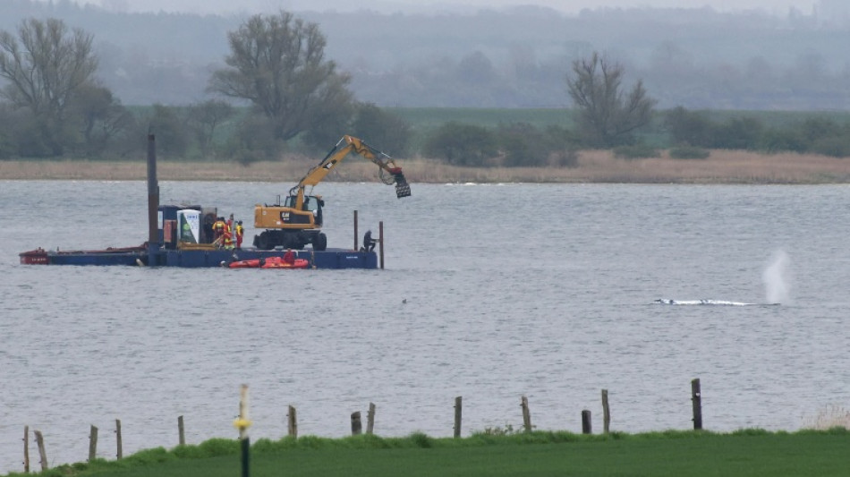  Buckelwal vor Ostseeinsel Poel schwimmt sich nach rund drei Wochen wieder frei 