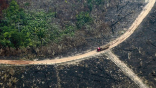 Brasil responde a menos del 3% de las alertas de deforestación, según informe