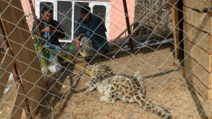 Las autoridades de Afganistán capturan un raro ejemplar de leopardo de las nieves después de que matara ganado