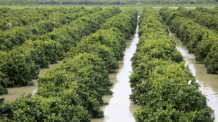 Floods wreak havoc in Morocco farmlands after severe drought 