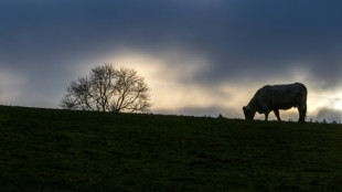 Erwartungen an Agrarpolitik gehen vor Gr&uuml;ner Woche teils weit auseinander